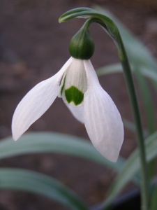 Galanthus elwesii 'Mr Blobby'